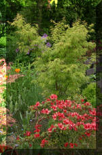 Le bassin de jardin d'Aquatechnobel de jour 6  47 