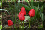 Le bassin de jardin d'Aquatechnobel de jour 7  37 