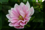 Le bassin de jardin d'Aquatechnobel de jour 7  3 