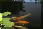 Le bassin de jardin d'Aquatechnobel de jour 7  24 