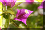 Le bassin de jardin d'Aquatechnobel de jour 7  13 