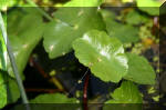 Le bassin de jardin d'Aquatechnobel de jour 7  10 