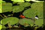 Le bassin de jardin d'Aquatechnobel de jour 8  7 