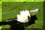 Le bassin de jardin d'Aquatechnobel de jour 8  13 