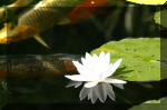 Le bassin de jardin d'Aquatechnobel de jour 8  15 