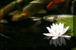 Le bassin de jardin d'Aquatechnobel de jour 8  10 