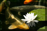 Le bassin de jardin d'Aquatechnobel de jour 8  6 