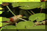 Le bassin de jardin d'Aquatechnobel de jour 8  3 