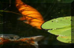 Le bassin de jardin d'Aquatechnobel de jour 9  63 