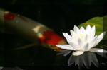 Le bassin de jardin d'Aquatechnobel de jour 9  62 