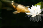 Le bassin de jardin d'Aquatechnobel de jour 9  55 