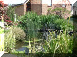 Le bassin de jardin d'Aquatechnobel de jour 9  30 