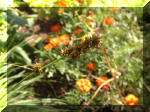 Le bassin de jardin d'Aquatechnobel de jour 9  21 