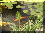 Le bassin de jardin d'Aquatechnobel de jour 9  19 