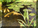 Le bassin de jardin d'Aquatechnobel de jour 9  6 