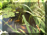 Le bassin de jardin d'Aquatechnobel de jour 9  3 