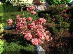 Le bassin de jardin d'Aquatechnobel fontaine 1  34 