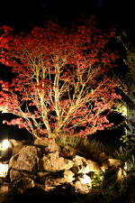 Le bassin de jardin d'Aquatechnobel la nuit 2  26 