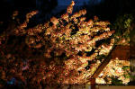 Le bassin de jardin d'Aquatechnobel la nuit 2  10 