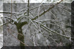 Le bassin de jardin d'Aquatechnobel l'hiver  34 