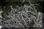 Le bassin de jardin d'Aquatechnobel l'hiver  32 