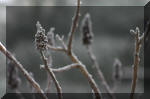 Le bassin de jardin d'Aquatechnobel l'hiver  30 