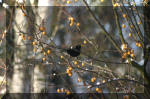 Le bassin de jardin d'Aquatechnobel l'hiver  22 