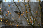 Le bassin de jardin d'Aquatechnobel l'hiver  14 