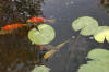 Le bassin de jardin de Papou - le bassin en images  8 