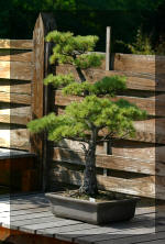 Maillot bonsai demo 2  15 