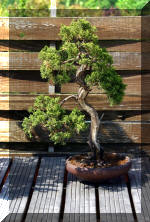 Maillot bonsai demo 2  7 