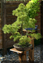 Maillot bonsai demo 2  3 