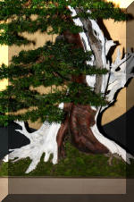 Noelanders 2005 et la splendeur des bonsa 8  3 