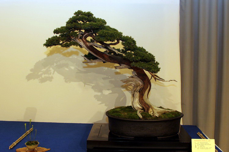 bonsai Jupinerus communis moyogi