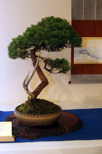 bonsai Jupinerus San Jose Tachiki