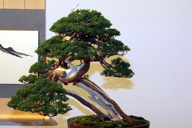 bonsai Jun chinesis itoigawa moyogi