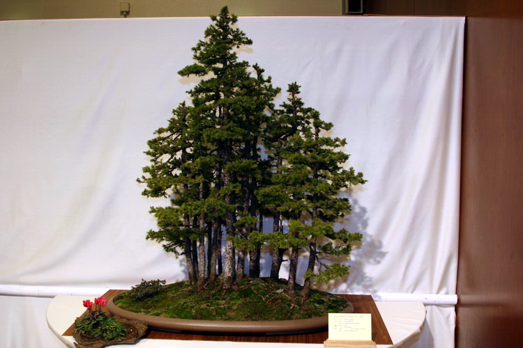 bonsai Picea glehnii Yose-Ue