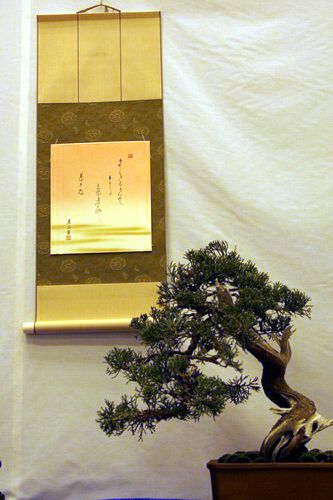 bonsai Taxus boccata Sharimiki