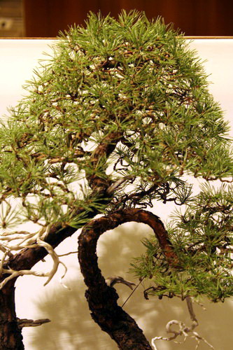 bonsai Pinus sylvestris moyogi