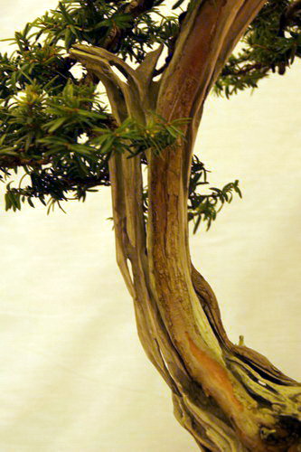 bonsai Jupinerus virginiana Han-kengai