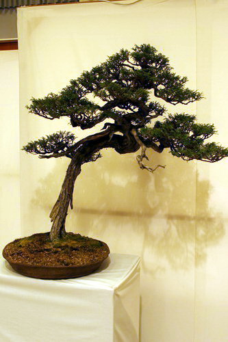 bonsai Danny Use