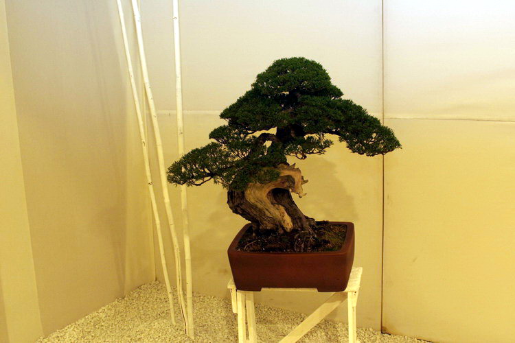 bonsai Danny Use