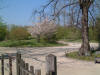 Le jardin Japonais de Hasselt - le printemps 2  39 