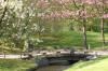 Le jardin Japonais de Hasselt - le printemps 3  21 