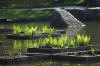 Le jardin Japonais de Hasselt - le printemps 3  24 