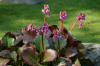 Le jardin Japonais de Hasselt - le printemps 4  19 