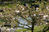 Le jardin Japonais de Hasselt - le printemps 4  22 