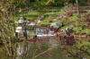 Le jardin Japonais de Hasselt - le printemps 5  16 