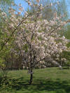 Le jardin Japonais de Hasselt - le printemps 2  58 