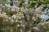 Le jardin Japonais de Hasselt - le printemps 2  57 